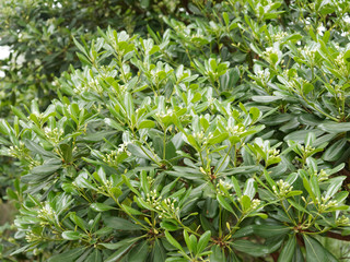 Obraz premium Le pittospore du japon ou arbre des hottentots ' Pittosporum tobira'