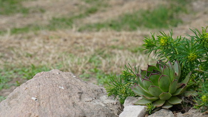 natura