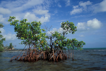 red mangrove, florida keys