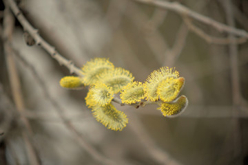 Blooming willow with yellow chickens on the branches