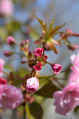 Fototapeta na wymiar Japanese flowering cherry Kanzan