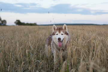 Portrait of free and cute siberian husky dog with brown eyes standing in the rye at sunset