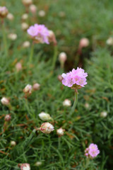 Sea Thrift Rosea Compacta
