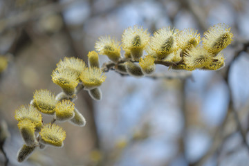 Blooming willow with yellow chickens on the branches