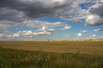 Obraz premium field and blue sky