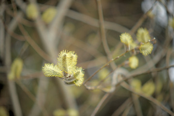 Blooming willow with yellow chickens on the branches