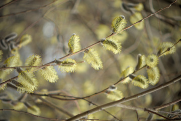 Blooming willow with yellow chickens on the branches