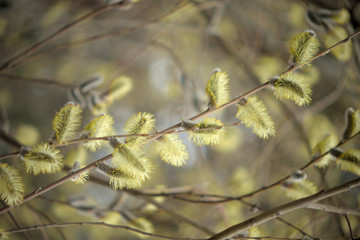 Blooming willow with yellow chickens on the branches