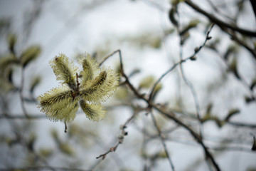 Blooming willow with yellow chickens on the branches