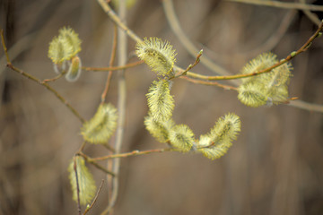 Blooming willow with yellow chickens on the branches