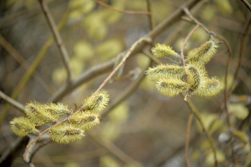 Blooming willow with yellow chickens on the branches