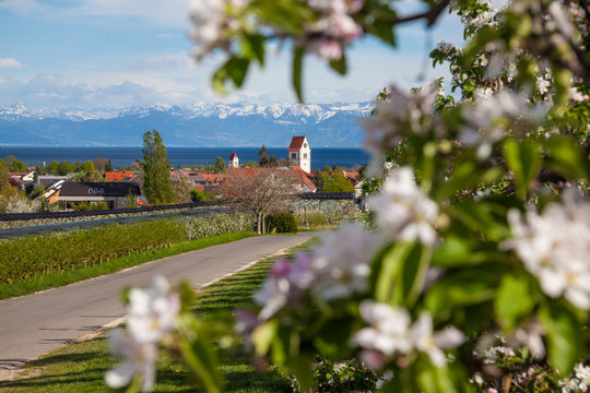 Apfelbl&uuml;te am Bodensee
