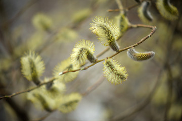 Blooming willow with yellow chickens on the branches