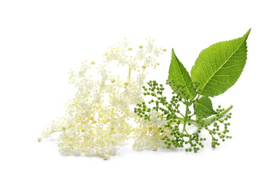 Elder or elderberry isolated on white background