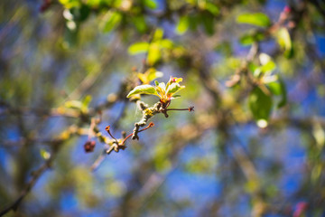 Apfelbaum Blüten im Frühling