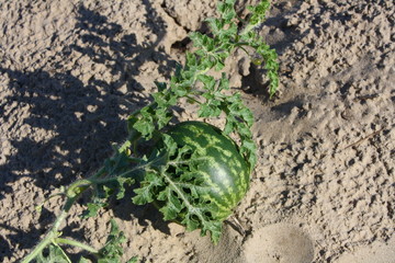 wild watermelon growing in soil