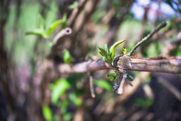 Knospen im Frühjahr