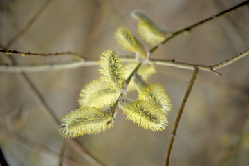 Blooming willow with yellow chickens on the branches