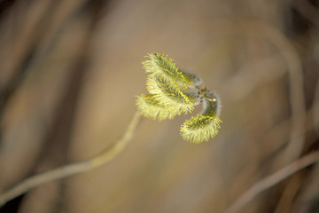 Blooming willow with yellow chickens on the branches