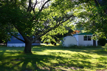Obraz premium large tree in summer sunlight