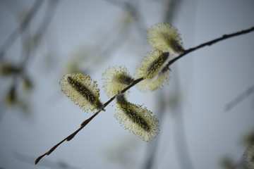 Blooming willow with yellow chickens on the branches