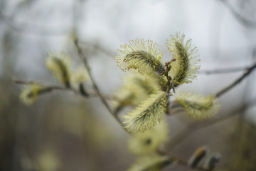 Blooming willow with yellow chickens on the branches
