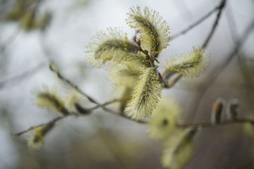 Blooming willow with yellow chickens on the branches