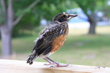 bird on the porch railing close-up