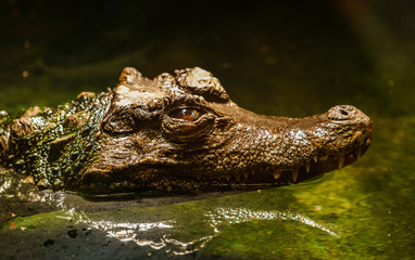 Kajman aligator © Dreamnordno