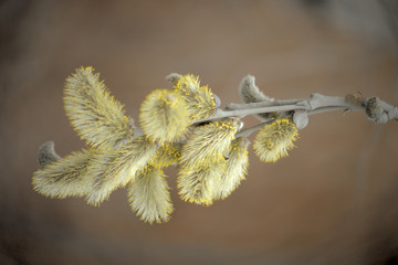 Blooming willow with yellow chickens on the branches
