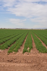 Fototapeta na wymiar Arizona carrot crop ready for harvest