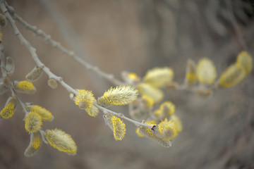 Blooming willow with yellow chickens on the branches