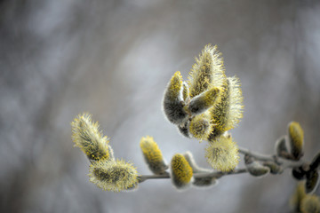 Blooming willow with yellow chickens on the branches