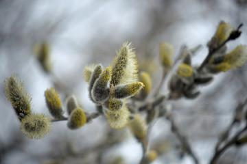 Blooming willow with yellow chickens on the branches