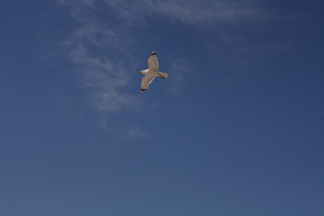 seagull flying in the sky