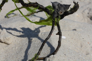 Seaweed and thorn beach figure