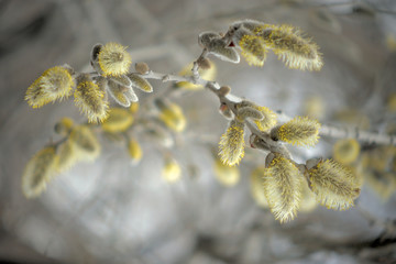 Blooming willow with yellow chickens on the branches