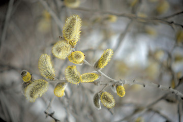 Blooming willow with yellow chickens on the branches