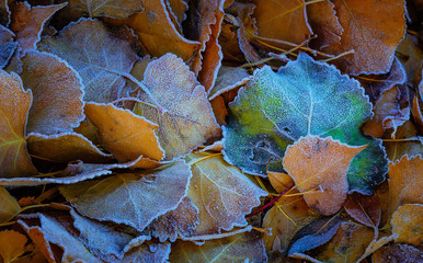 Fall Leaves
