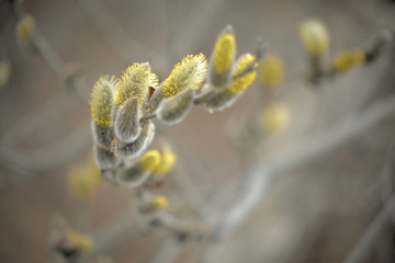 Blooming willow with yellow chickens on the branches