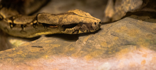 Wąż, boa dusiciel, Boa constrictor, sanke