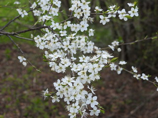 PRINTEMPS,FLEURES,BLANCH,FORET