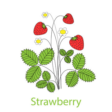 Blossom strawbbery with ripe fruits and flowers on white background. Vector illustration