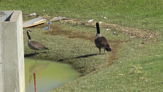 Geese around litter at the lake