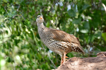Swainson spurfowl bird,Kruiger national park,South Africa