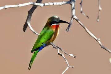 white fronted bee eater,Kruger national park,South Africa 