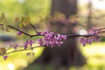 Closeup of a branch of a pink flowering redbud tree in the spring