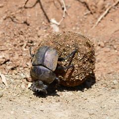 scarab beetle with its ball,Kruger national park