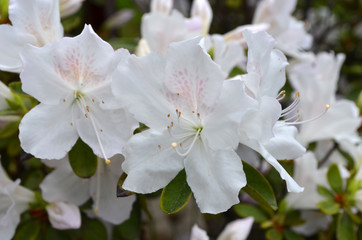 Close up of white evergreen azalea or Rhododendron flowers in a spring garden