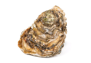 raw oyster on white